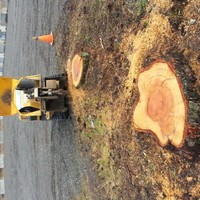Austin Shepherd Tree Removal Guy