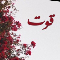 Qout Alharbi
