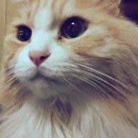 黄松峰
