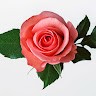 Badal Rawat
