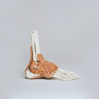 Podiatric Doctors