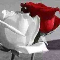 Yazeed Al-Amawi