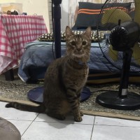 Nurul Alisha Binte Faizal