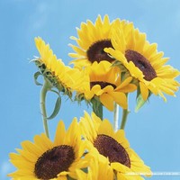 SUN may