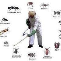 الوادي المضئ