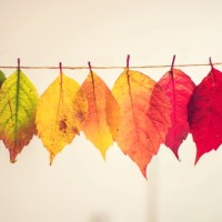 Stacy Jansen