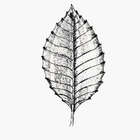 Laura Williams McCaffrey