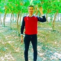 Elsayed gomaa