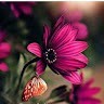 Geetha Gowda