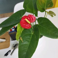 刘山林