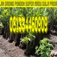 Jual Bibitsalak Pondoh Super