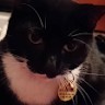 I AM CAT