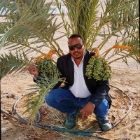 Mohamed Elnoby
