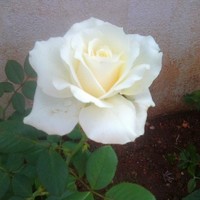 THENMOZHI MURUGESAN