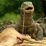 Save Komodo tour