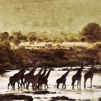 MOSEKA SANGALE OLESHANGAY