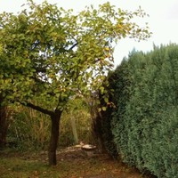 Gea Haan