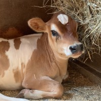 Chad Wagner Walnut hill farm