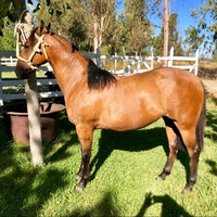 Mariela Ibañez Hernandez