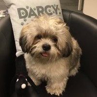 Mr. Darcy