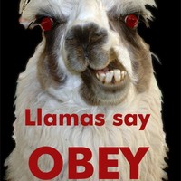 Llama Tester