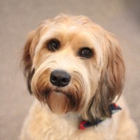 Chewy Bjork