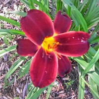 Carol Murrison