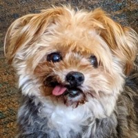 Carol McDonald