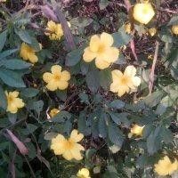 王明灿