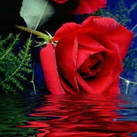 Saeid S