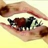 Additional Director Livestock Mianwali