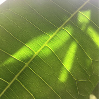 闫玉波