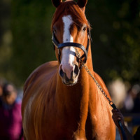 Gioannil Gimenez
