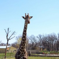 Amanda Manuwal