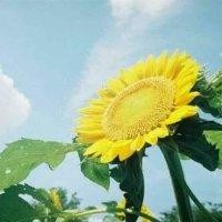 沈春晓