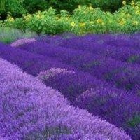 曹元芬