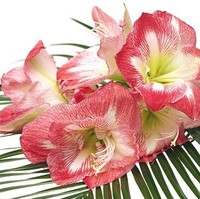 hemanvitha bobba