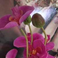 Lady Aries