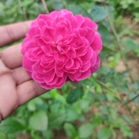 Priyabrata Sahu