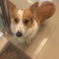 鄭雅方