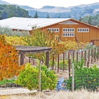 Rock Creek Vineyard