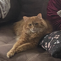 Milo Thoms