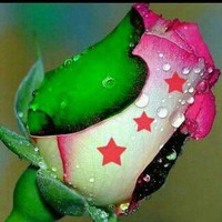 عبد الرحمن السلوم