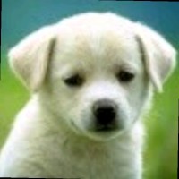 SANGEETHA N