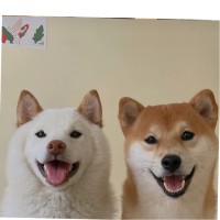张朝晖