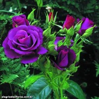 Rana Nadeem Ahmad