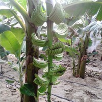 Gabriel Joseph Tantalean Requena