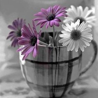 Ahmed Hamod