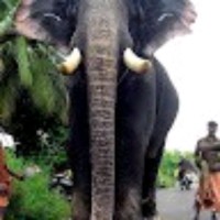 Sankar Sankar