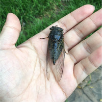 刘浩淼